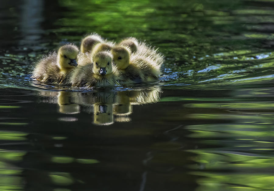Duck Photograph - Cute Baby Canada Geese by Yc Tian