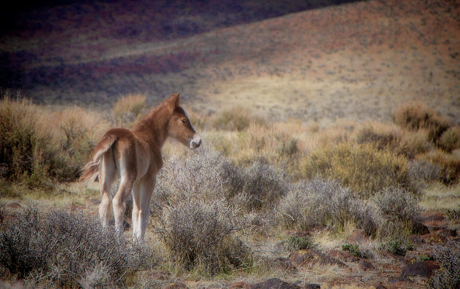 Cute baby foal in the wild Photograph by Waterdancer