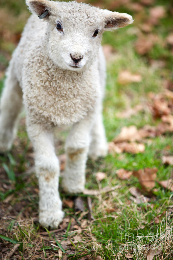 baby lamb cute