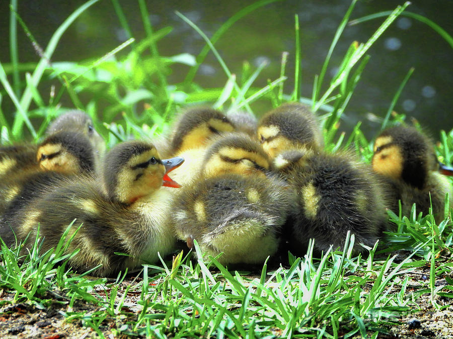Cute Baby Mallard Ducklings Photograph by Scott Cameron