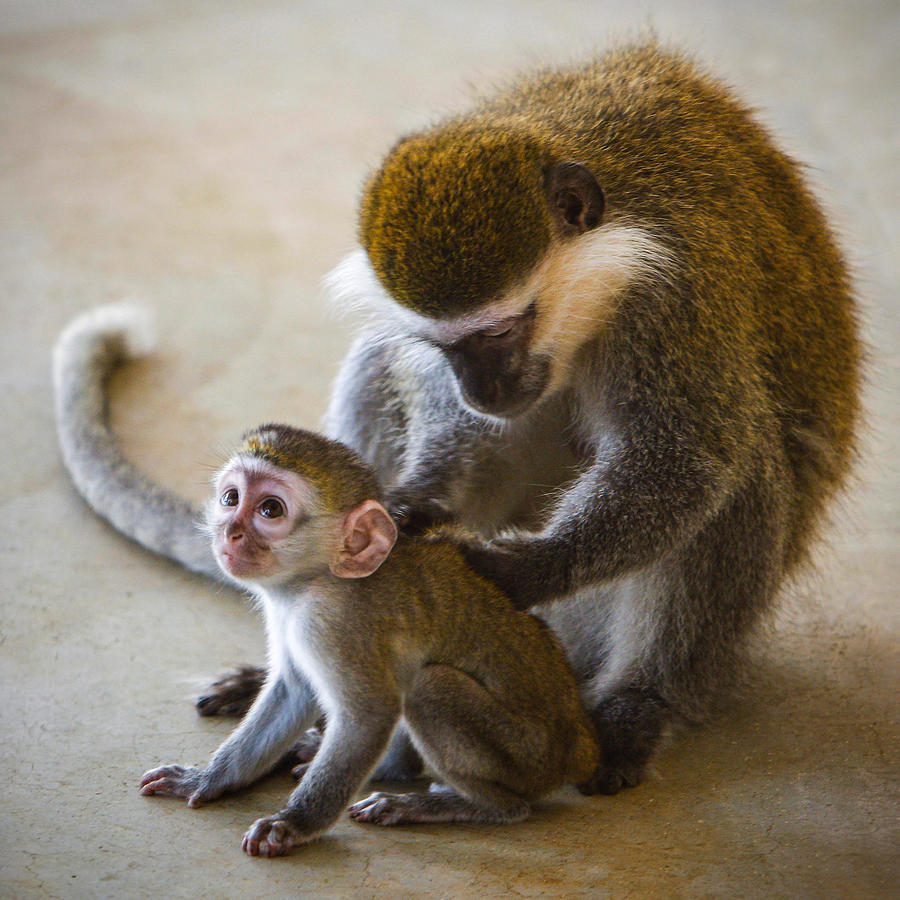 Cute Baby Monkey Photograph by Shin Woo Ryu