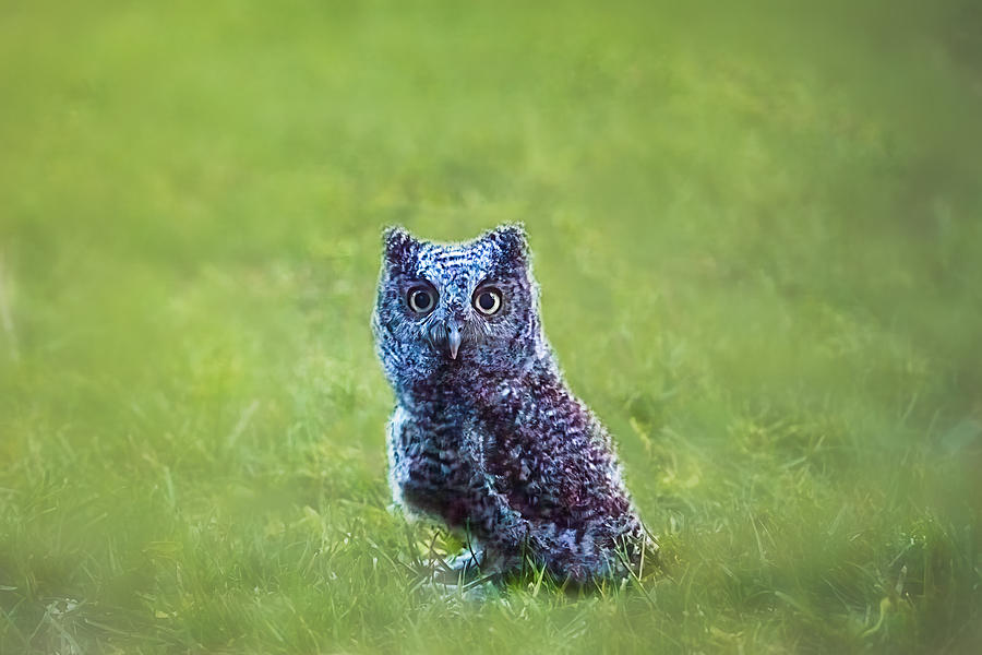 Cute Baby Owl Photograph by Nancy Niu