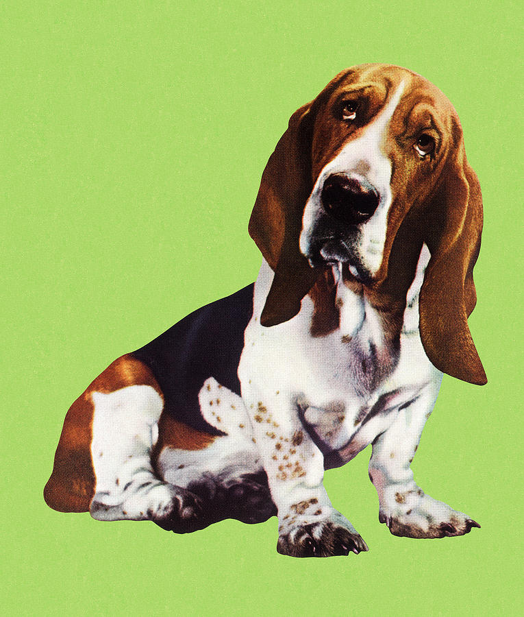 Vintage Drawing - Cute Basset Hound Dog by CSA Images