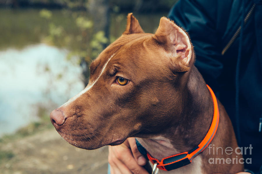 Cut Photograph - Cute Beautiful Dog Pit Bull by Irina Bg Cut Photograph - Cute Beautiful Dog Pit Bull by Irina Bg