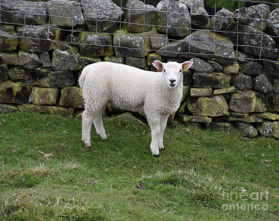 Cute Bleating Young White Lamb In A Field Photograph By Dejavu Designs