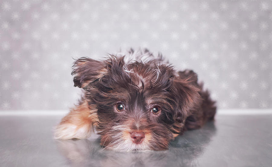 Cute Brown Puppy Photograph by Calina Bell - Fine Art America