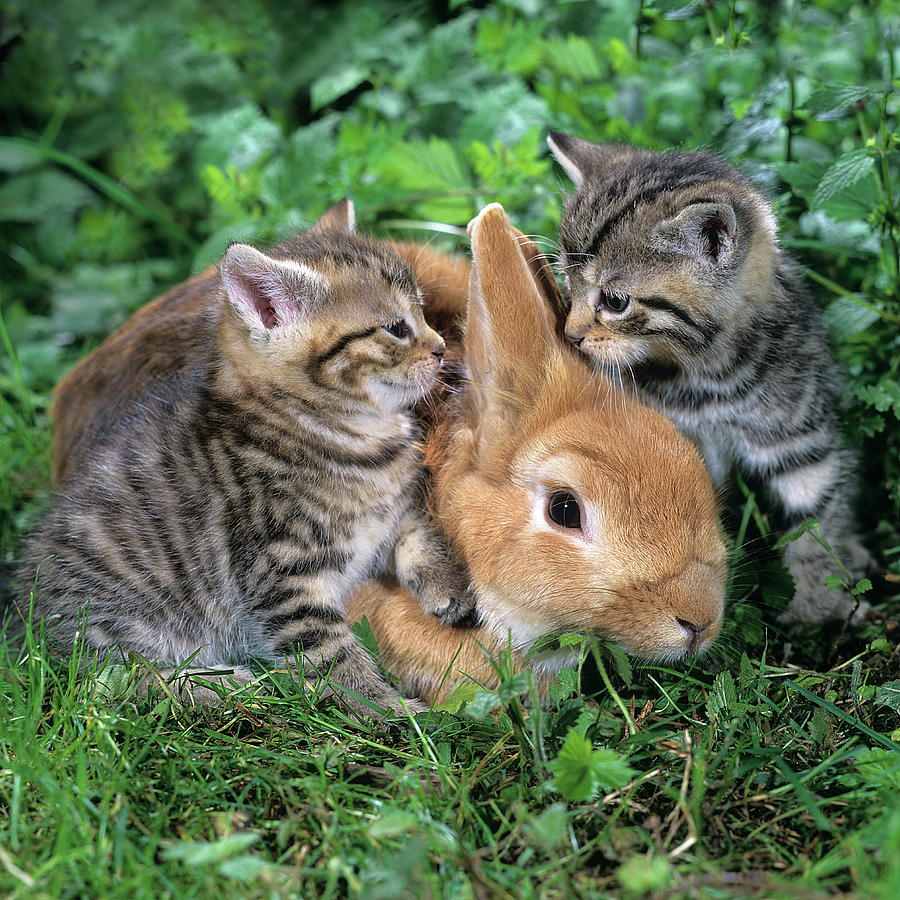 Cute Bunny With Kittens Digital Art by Robert Maier