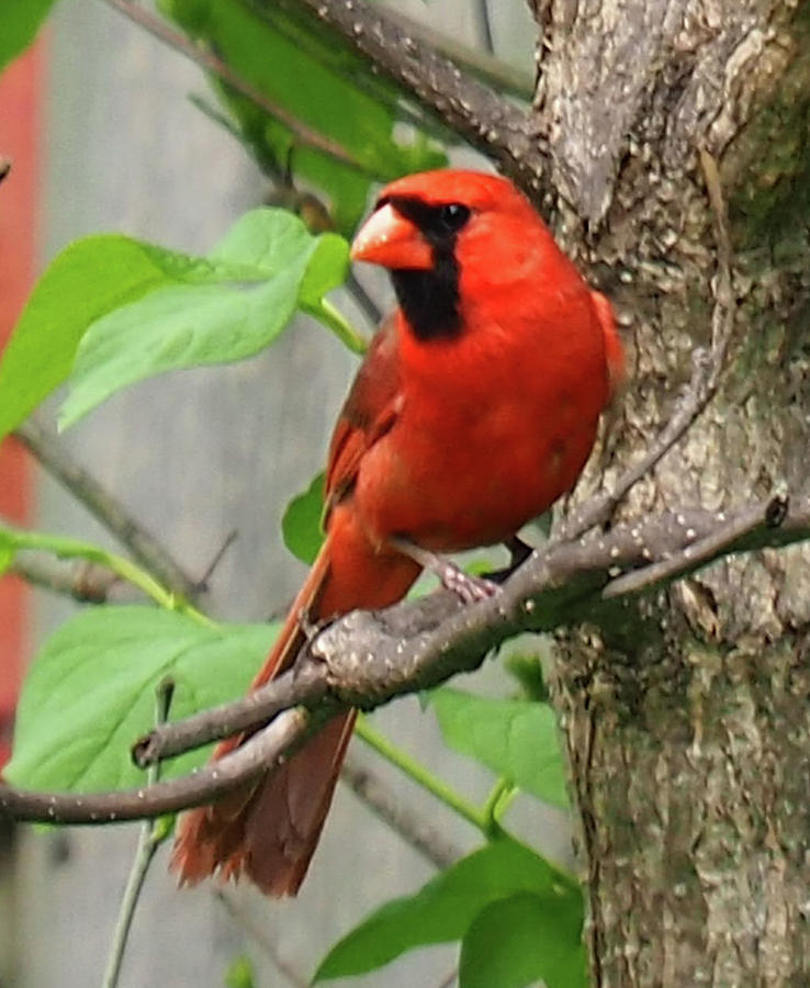 cute cardinal