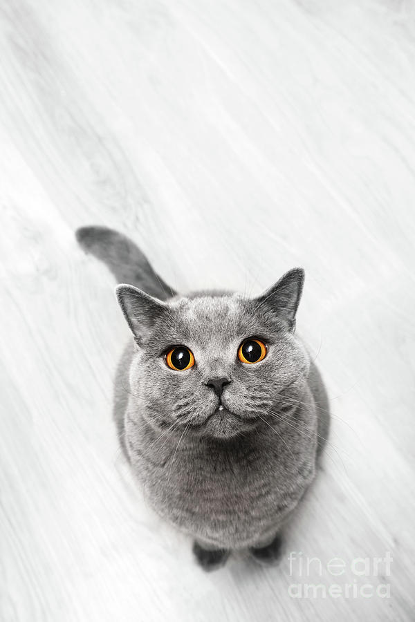 Cute cat sitting and looking up. Photograph by Michal Bednarek ...