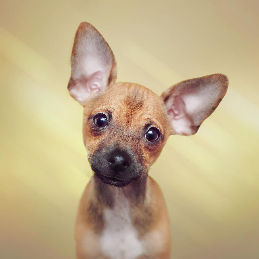 Cute Chihuahua Puppy Photograph by Calina Bell