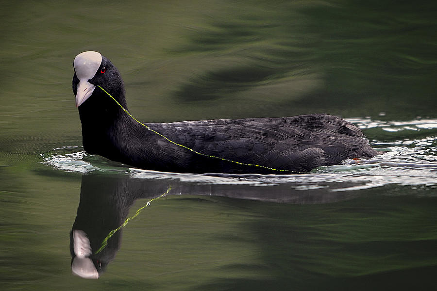 Wildlife Photograph - Cute Coot by Bartagnan Wildlife Photograph - Cute Coot by Bartagnan
