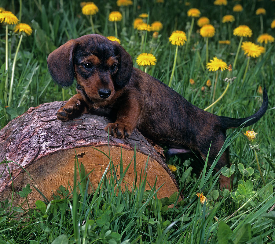 Cute Dachshund Puppy Digital Art by Robert Maier