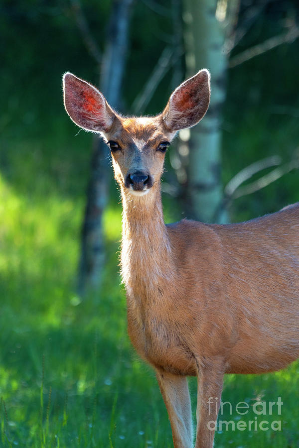 Cute Doe Mule Deer Photograph by Steven Krull