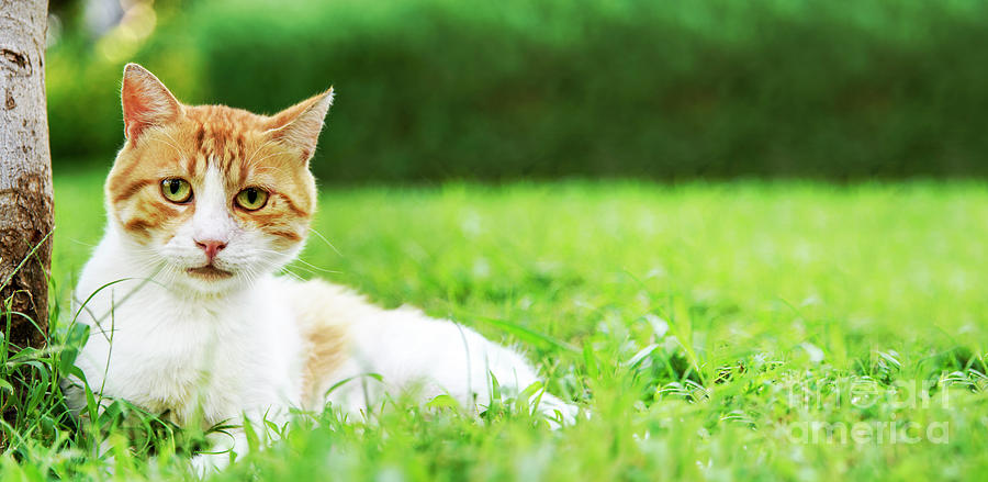 Cute domestic ginger cat relax in outdoor garden.  Photograph by Jelena Jovanovic