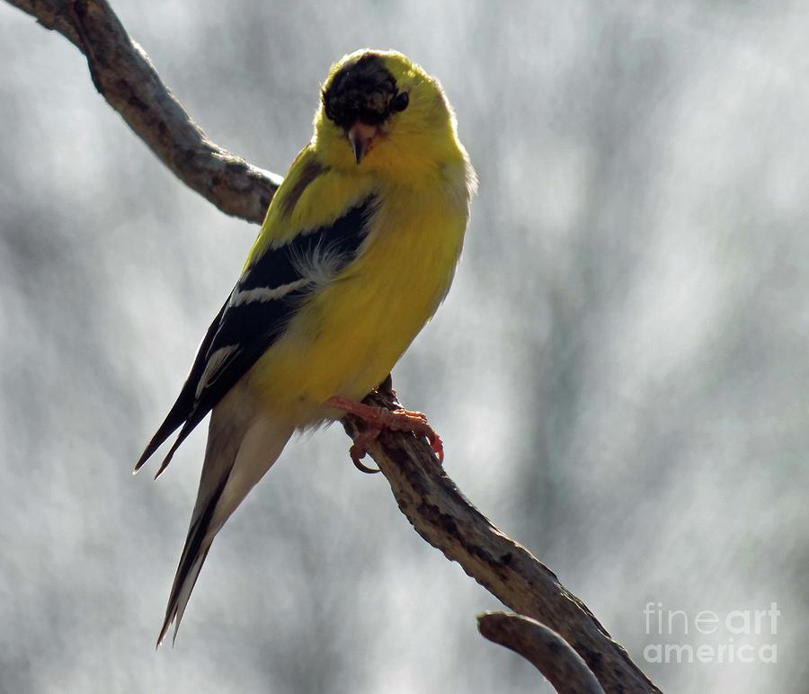PRECIOUS BABY GOLDFINCH FINE ART GREETING CARD