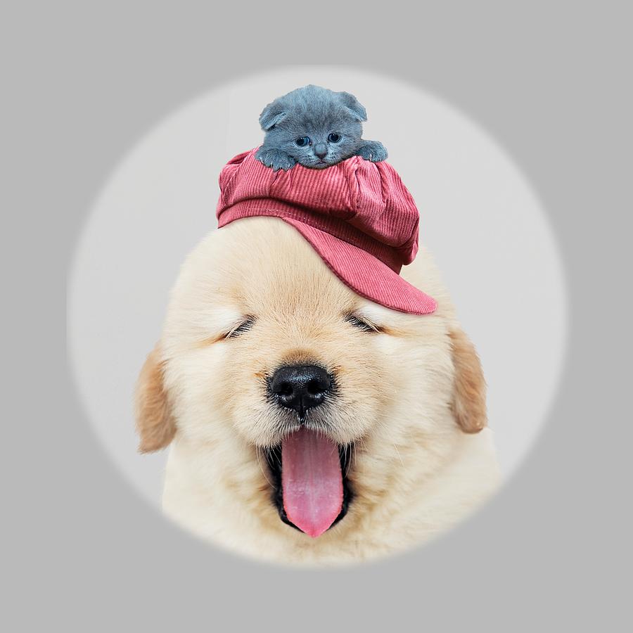  Cute Fluffy Dog Wears a Hat with a Cat on His Head Photograph by Mick Flodin