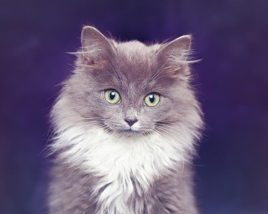 grey siberian kitten