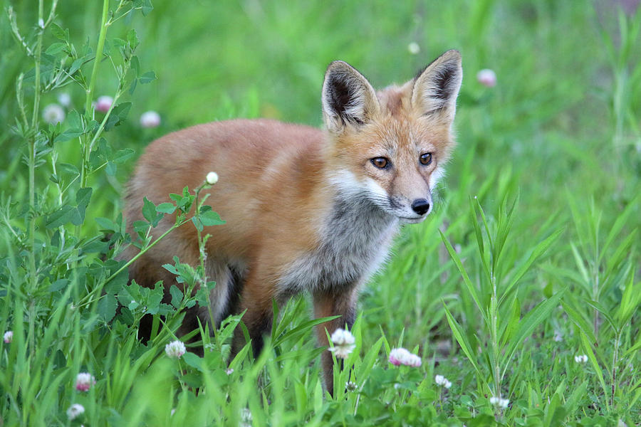 Cute Fox Kit Photograph by Brook Burling
