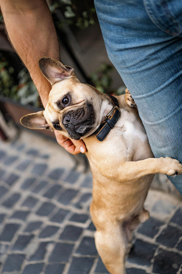 Cute French Bulldog Dog With Its Owner Standing On Its Hind Legs ...