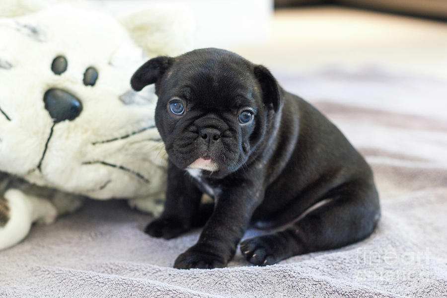 cutest french bulldog puppy ever