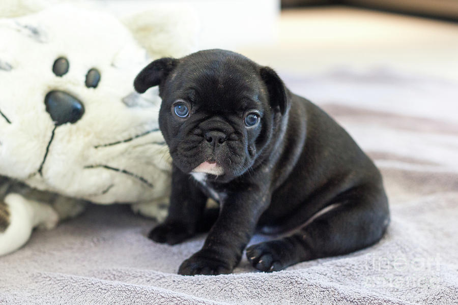 Cute french bulldog puppy sitting on a soft blanket with his