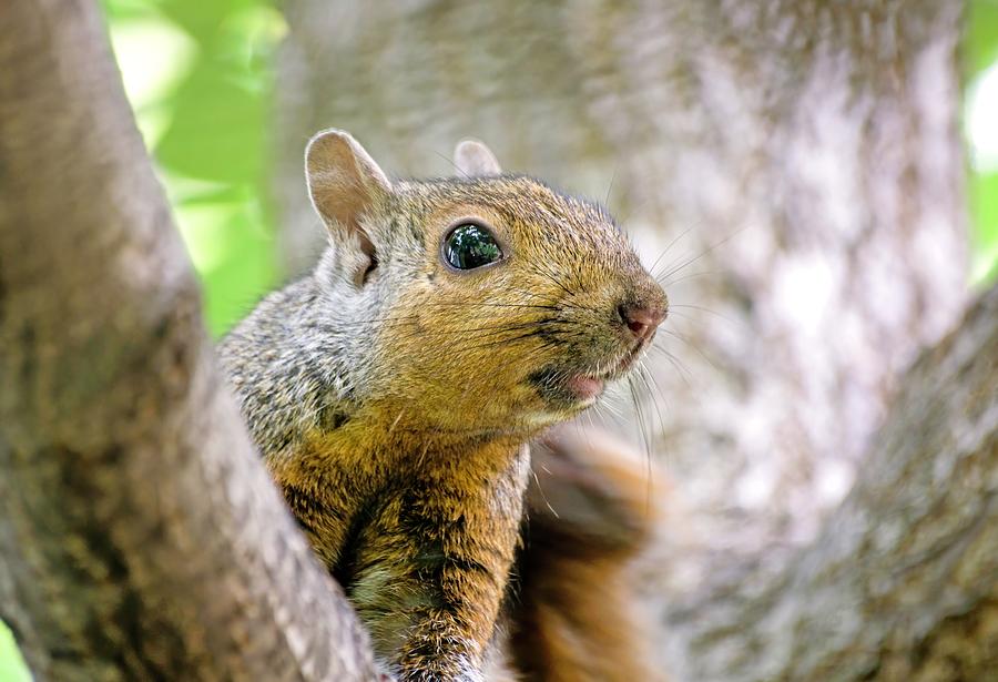 Cute Funny Head Squirrel Photograph by Don Northup
