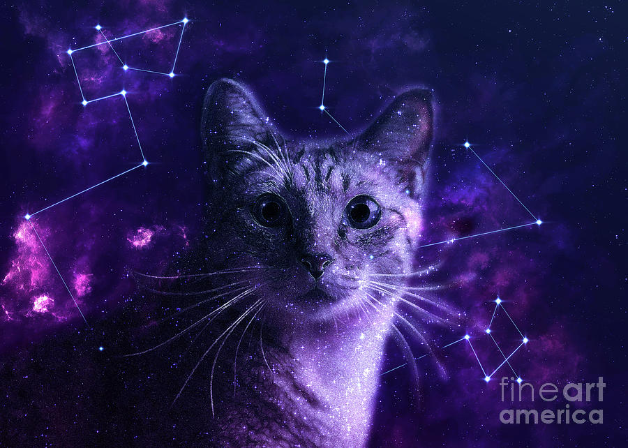 cat and galaxy