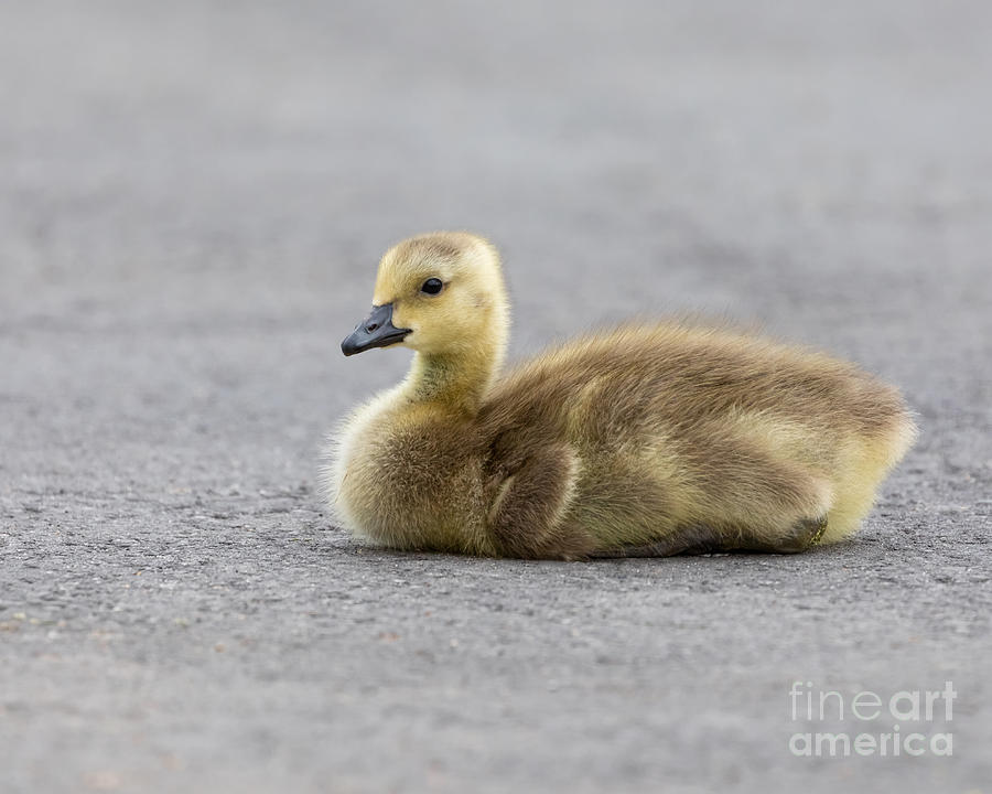 Wildlife Photograph - Cute Gosling by Alma Danison