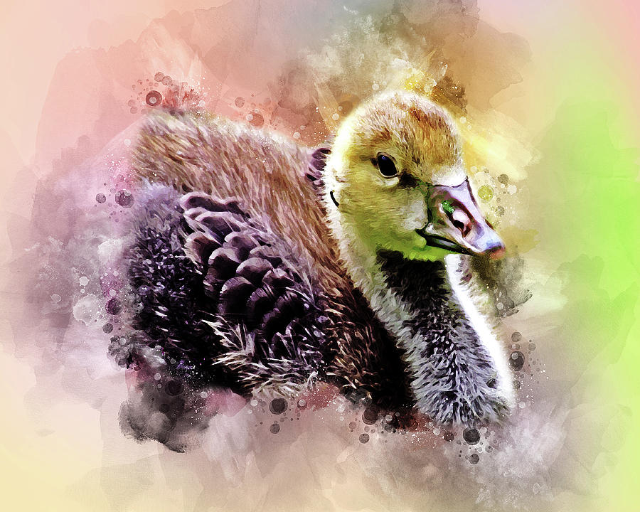 Cute Gosling by Rachel Maytum Cute Gosling by Rachel Maytum