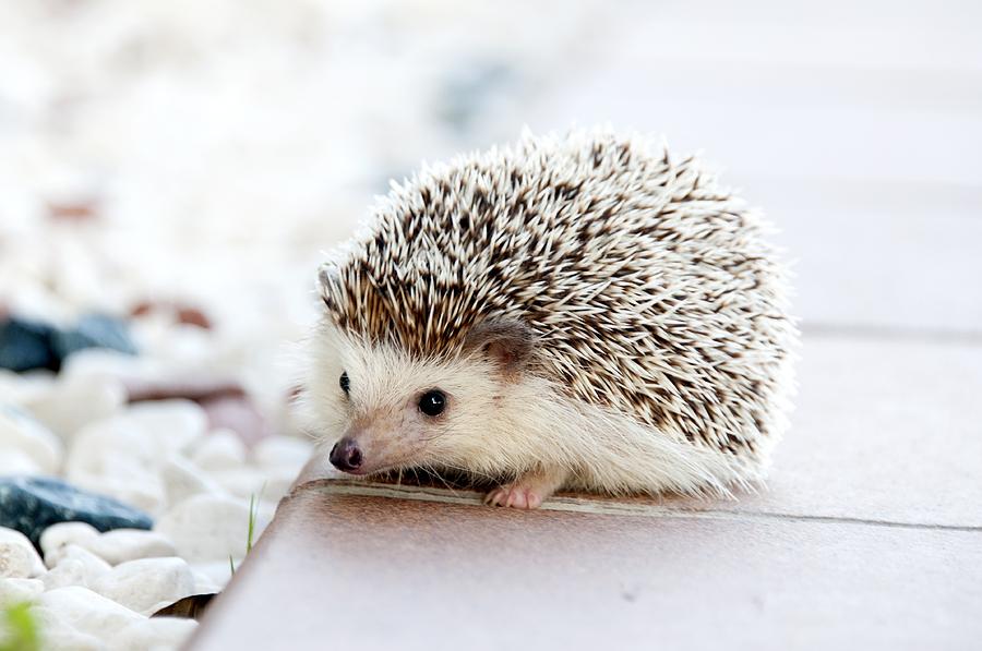 Cute hedgeog Photograph by Top Wallpapers
