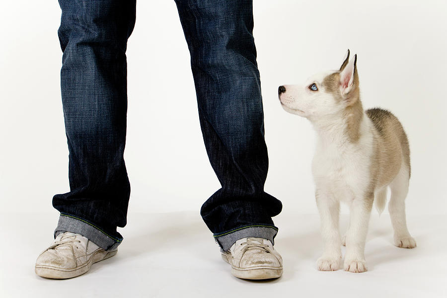 Cute husky puppy and his master on white Photograph by Seeables Visual Arts