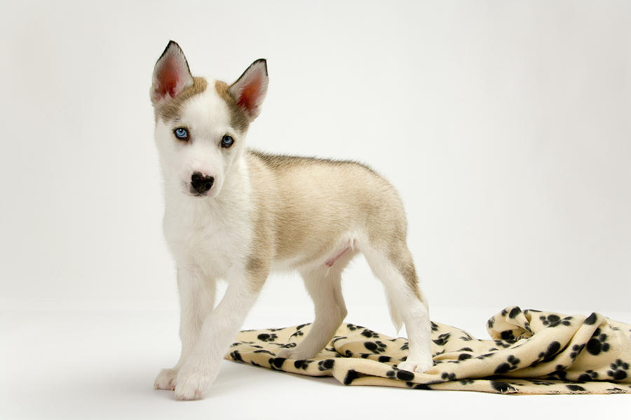 Cute husky puppy on white Photograph by Seeables Visual Arts