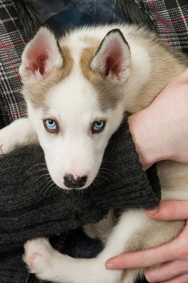 Cute husky puppy Photograph by Seeables Visual Arts