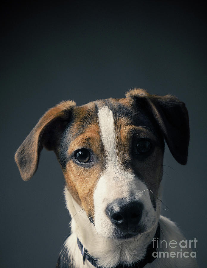 Cute Jack Russell Terrier puppy Photograph by Andreas Berheide