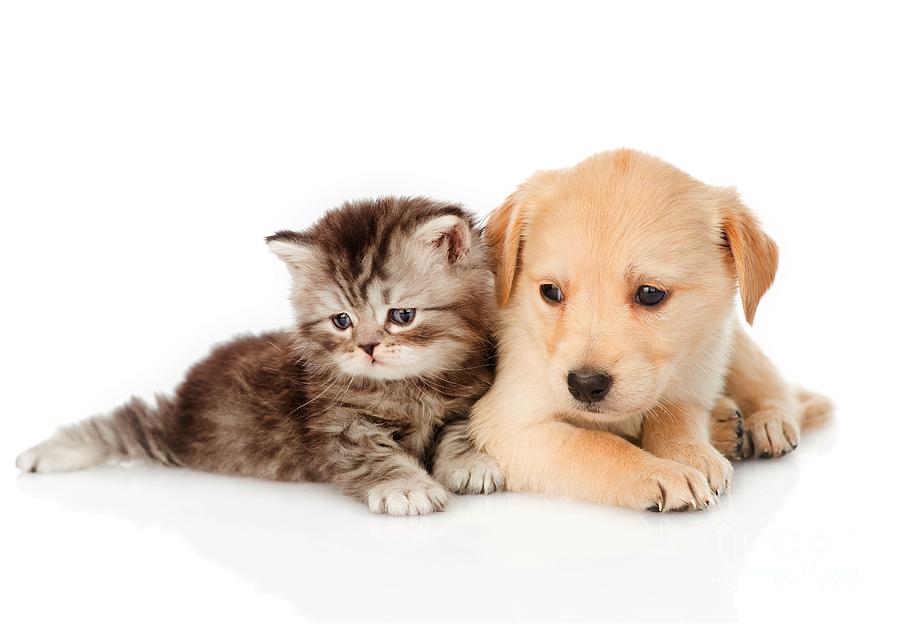 Cute Kitten And Puppy 6k Ultra Hd Photograph