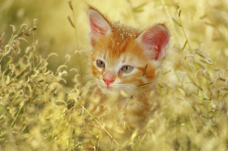 Cute Kitten Digital Art by Heeb Photos