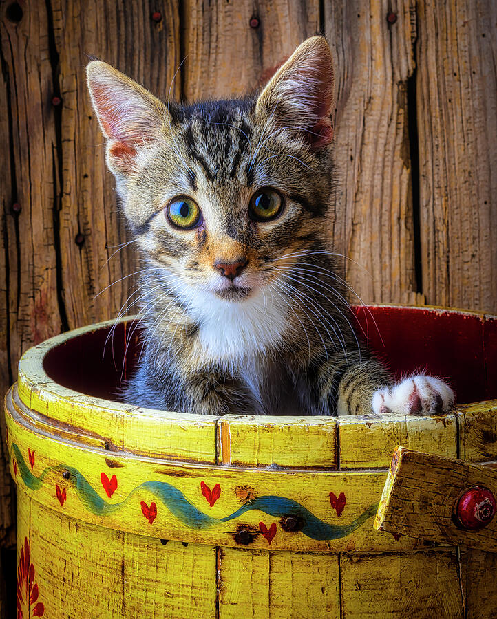 Cute Kitten In Yellow Bucket Photograph by Garry Gay