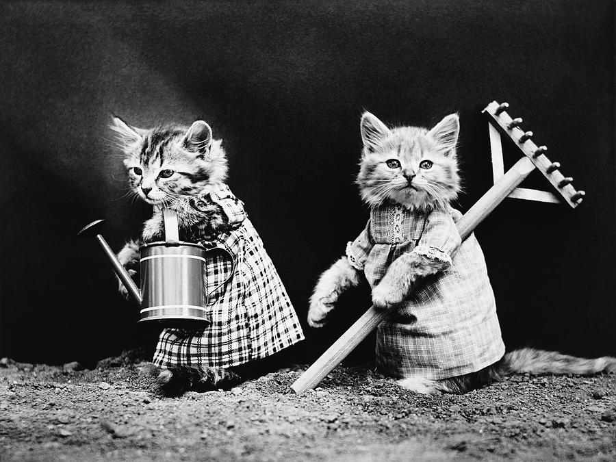 Cute Kittens Gardening - Harry Whittier Frees Photograph by War Is Hell Store