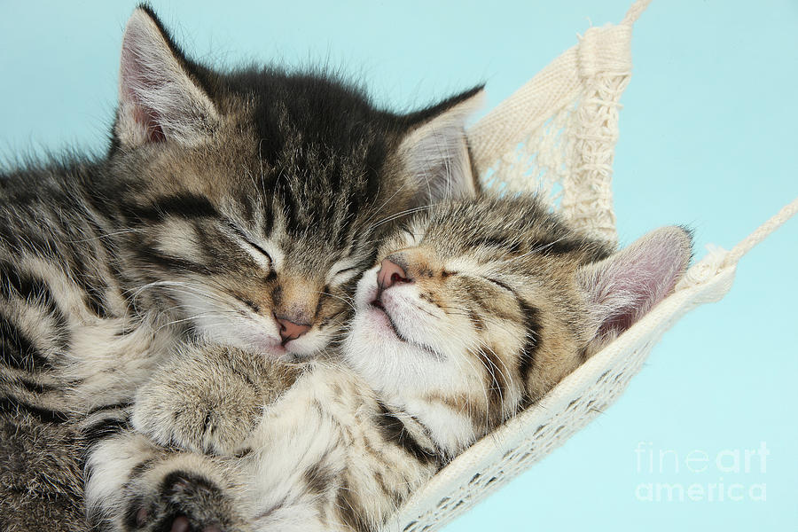 Cute Kitties in a Hammock by Warren Photographic Cute Kitties in a Hammock by Warren Photographic