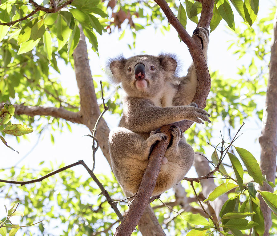 Cute Koala In Tree On Kangaroo Island Photograph By June Jacobsen