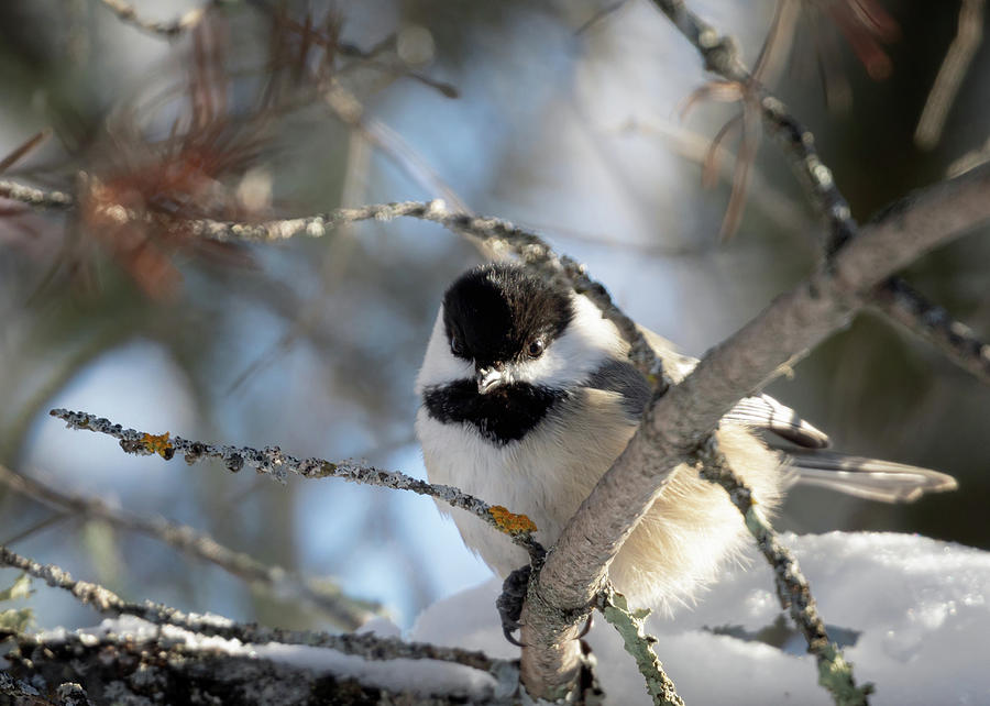 Cute Little Chickadee Photograph by Susan Rissi Tregoning