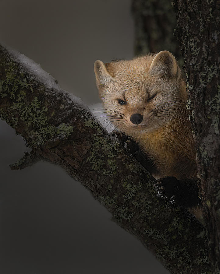 Wildlife Photograph - Cute Little Face by Molly Fu