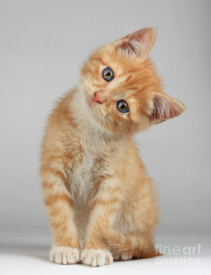 Cat Photograph - Cute Little Kitten by Lana Langlois