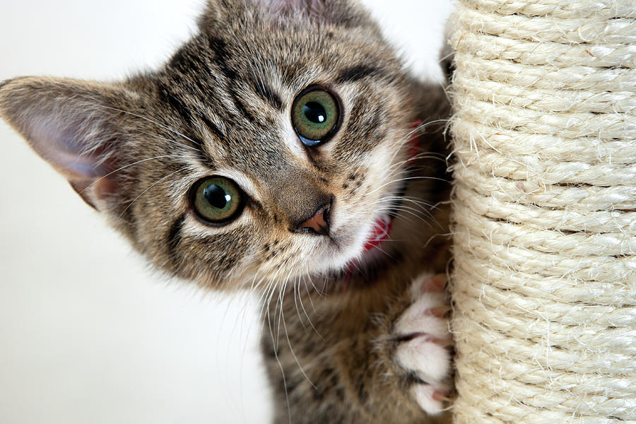 Cute little kitten Photograph by Seeables Visual Arts