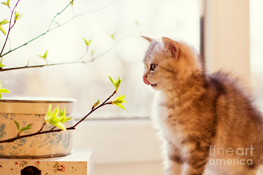Pets Photograph - Cute Little Kitty Playing With Green by Aprilante Pets Photograph - Cute Little Kitty Playing With Green by Aprilante