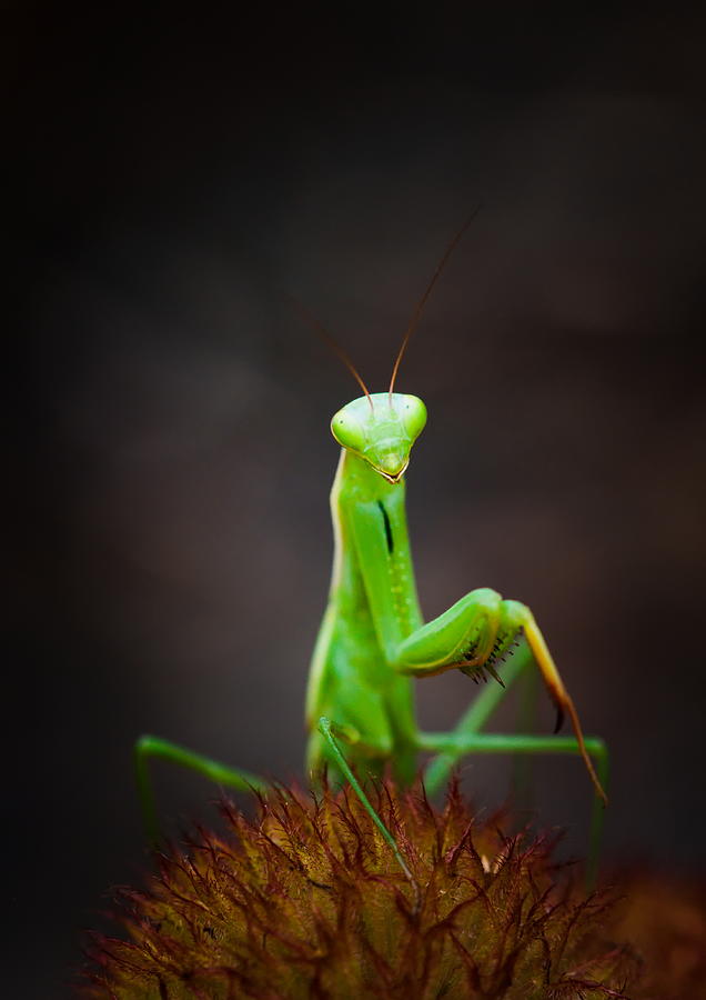 Nature Photograph - Cute Mantis by Paco Palazon