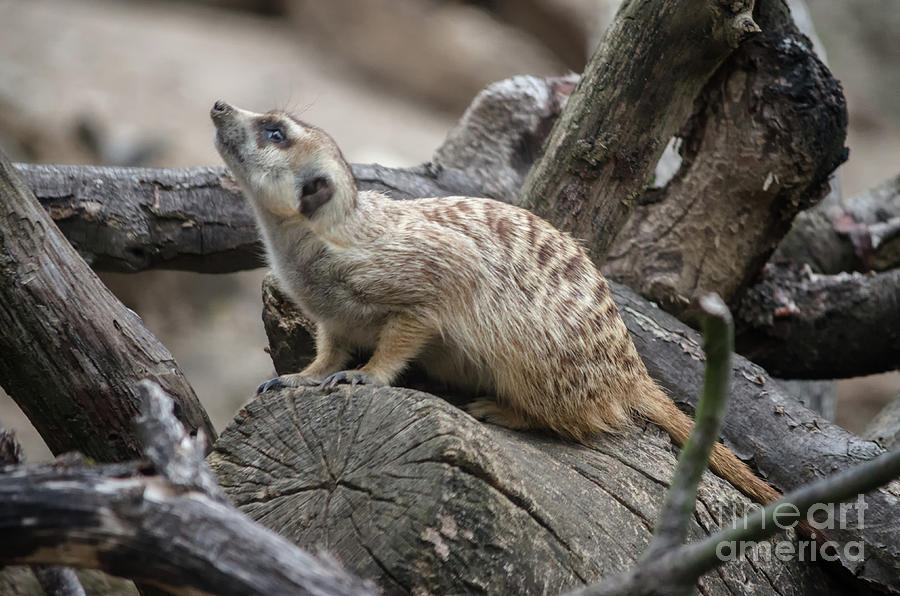 Cute Meerkat Photograph by Michelle Meenawong
