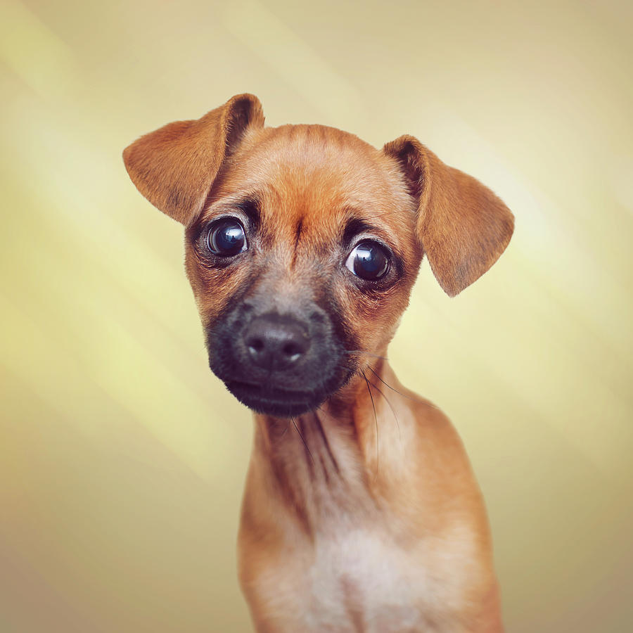 99+ Chihuahua Dog With Floppy Ears l2sanpiero