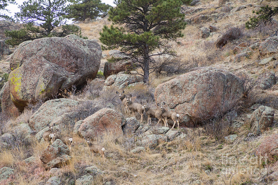 Cute Mule Deer Herd On The Foothills Photograph