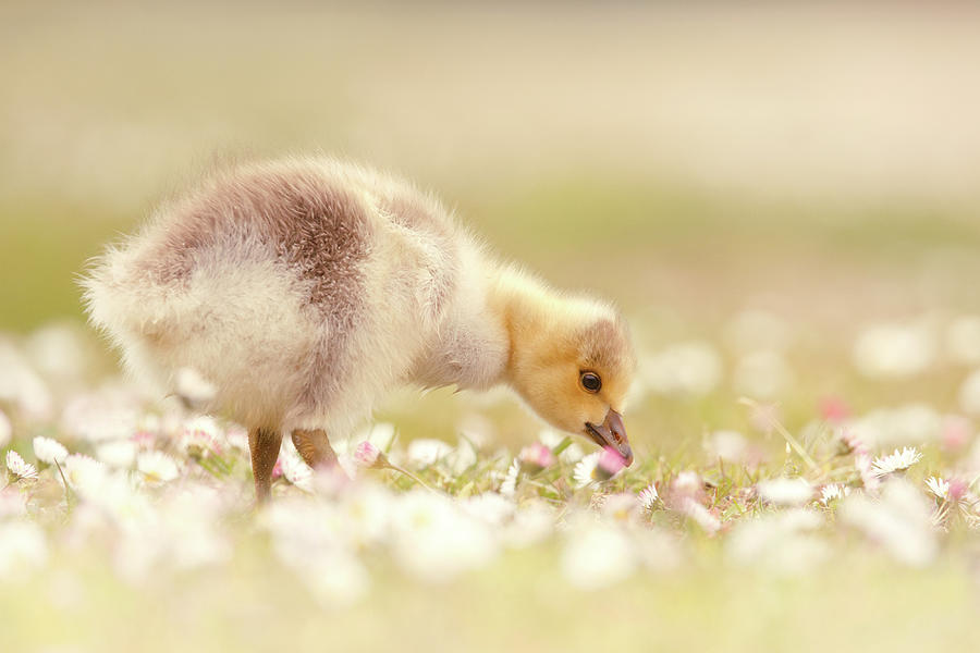 Goose Photograph - Cute Overload Series - Grazing Gosling by Roeselien Raimond